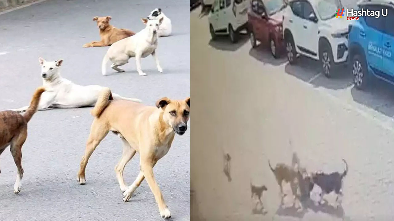 Boy Killed by Street Dogs: హైదరాబాద్ లో దారుణం.. వీధి కుక్కల దాడిలో చిన్నారి మృతి!