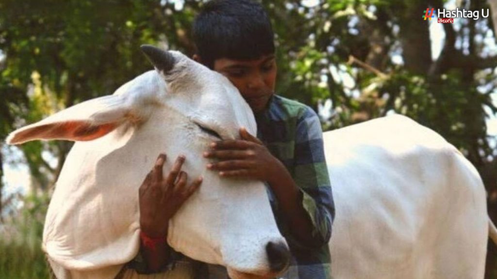 Valentine's Day Cow Hug Day