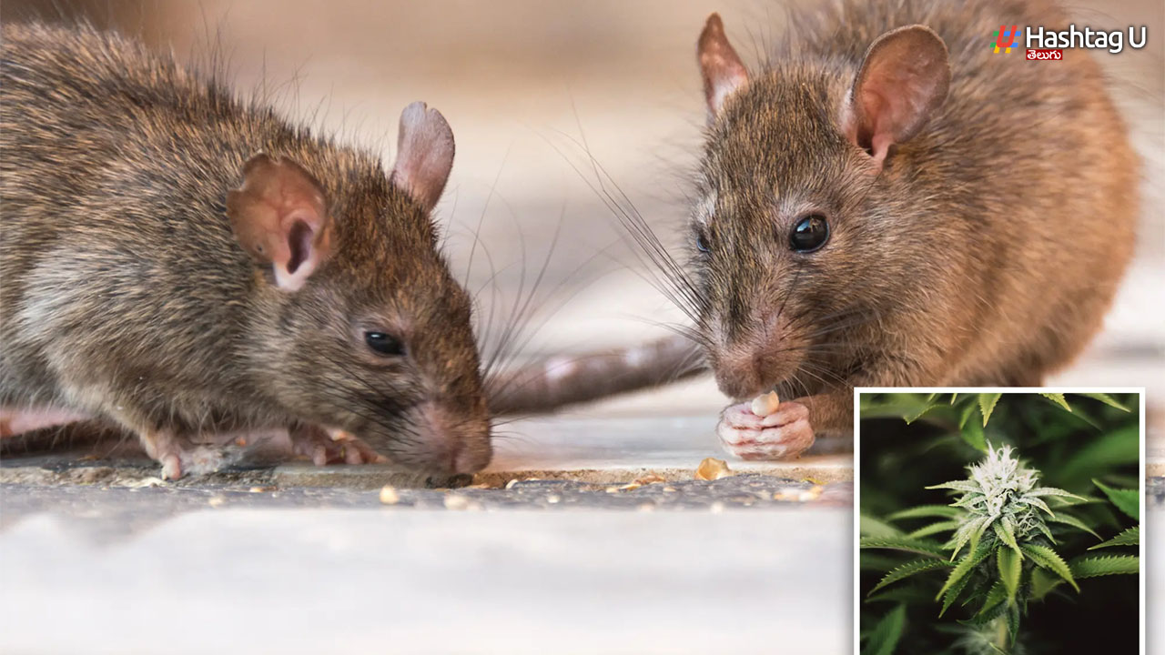 Rats Eat Cannabis: గంజాయి తిన్న ఎలుకలు.. కేరళ కోర్టు తీర్పులో బిగ్ ట్విస్ట్!