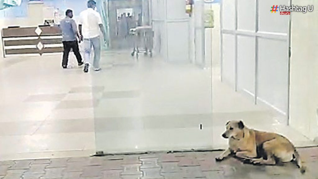 A Pet Dog Is Waiting At The Hospital Where The Owner Died!