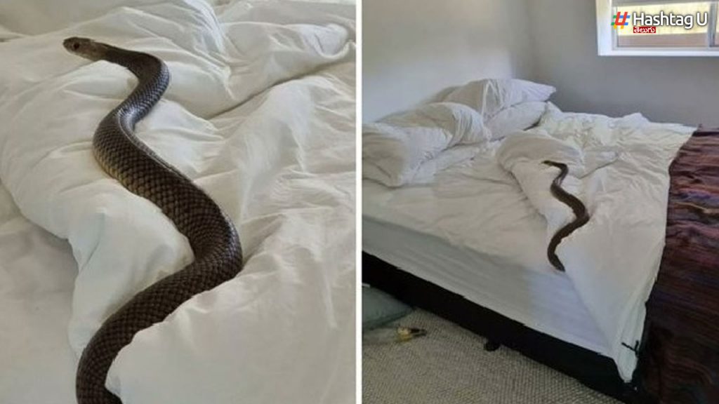 An Australian Woman Was Shocked To See A 6 Foot Snake Lying On The Bed