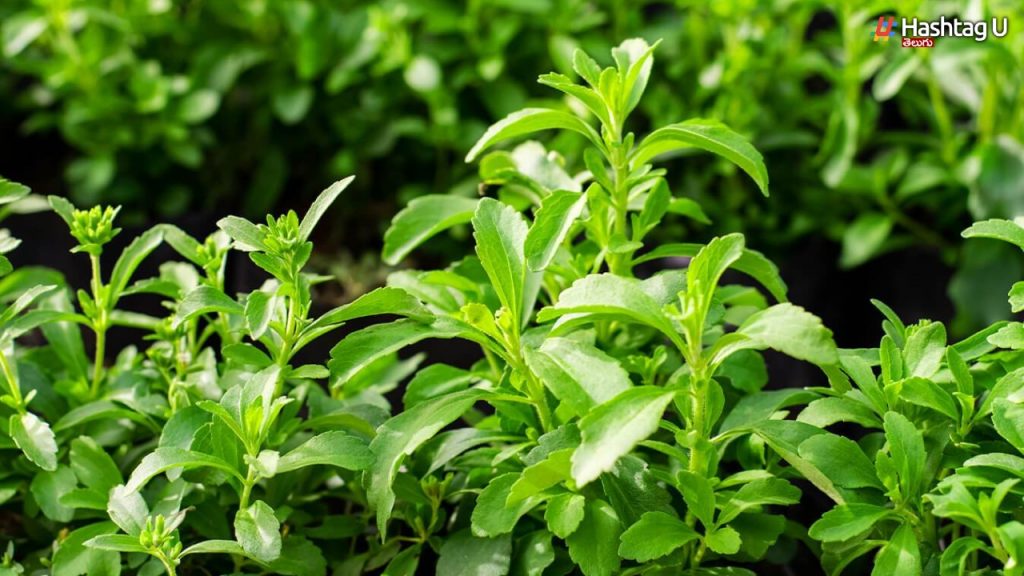 Gift For Sugar Patients.. Stevia Instead Of Sugar
