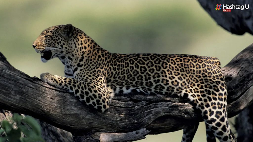 Have You Seen A Leopard Doing Surya Namaskar..!