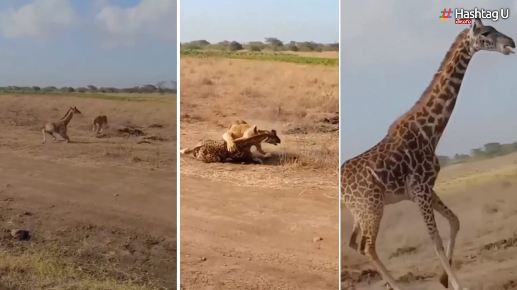 Lion Attack On Baby Giraffe.. Lion Jumps On Seeing Mother Giraffe..