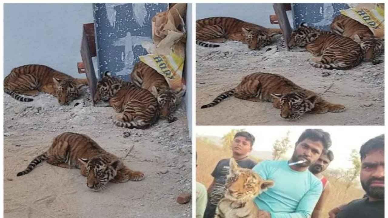 Tiger Cubs: నంద్యాలలో పులి పిల్లలు.. వెటర్నరీ ఆసుపత్రికి తరలింపు..!