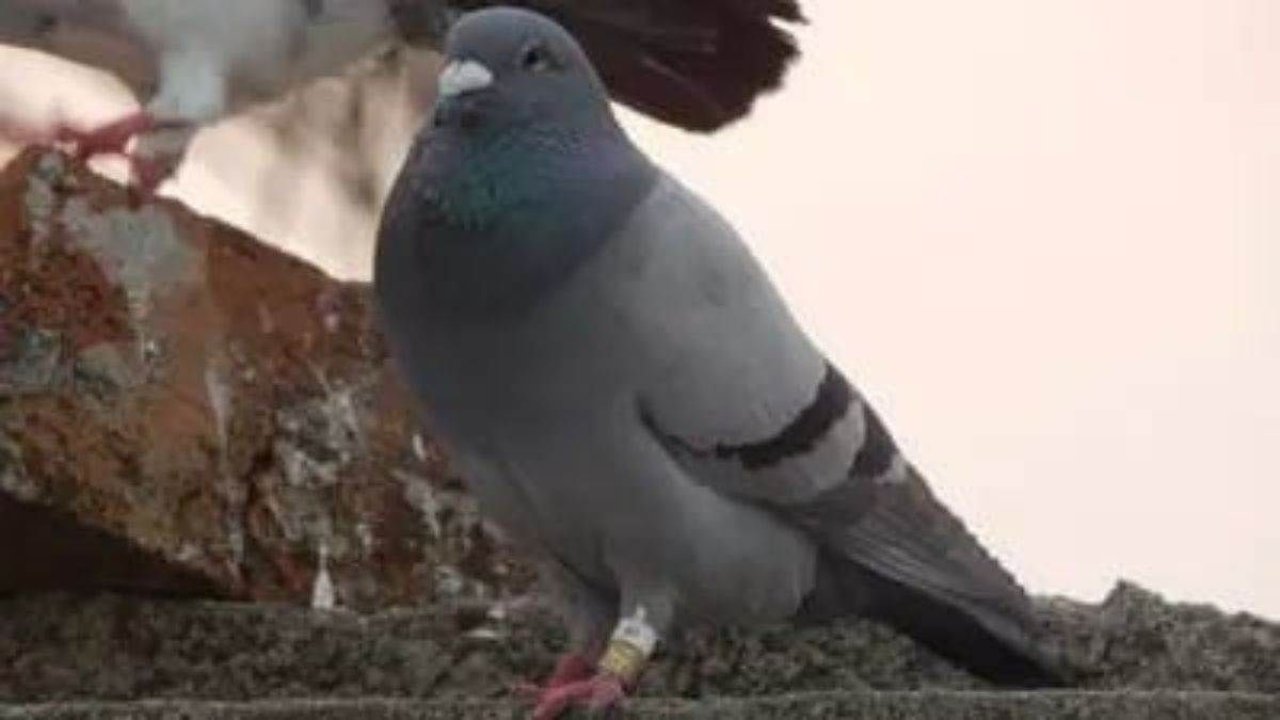 Spy Pigeon: మరో అనుమానాస్పద గూఢచారి పావురాన్ని పట్టుకున్న పోలీసులు