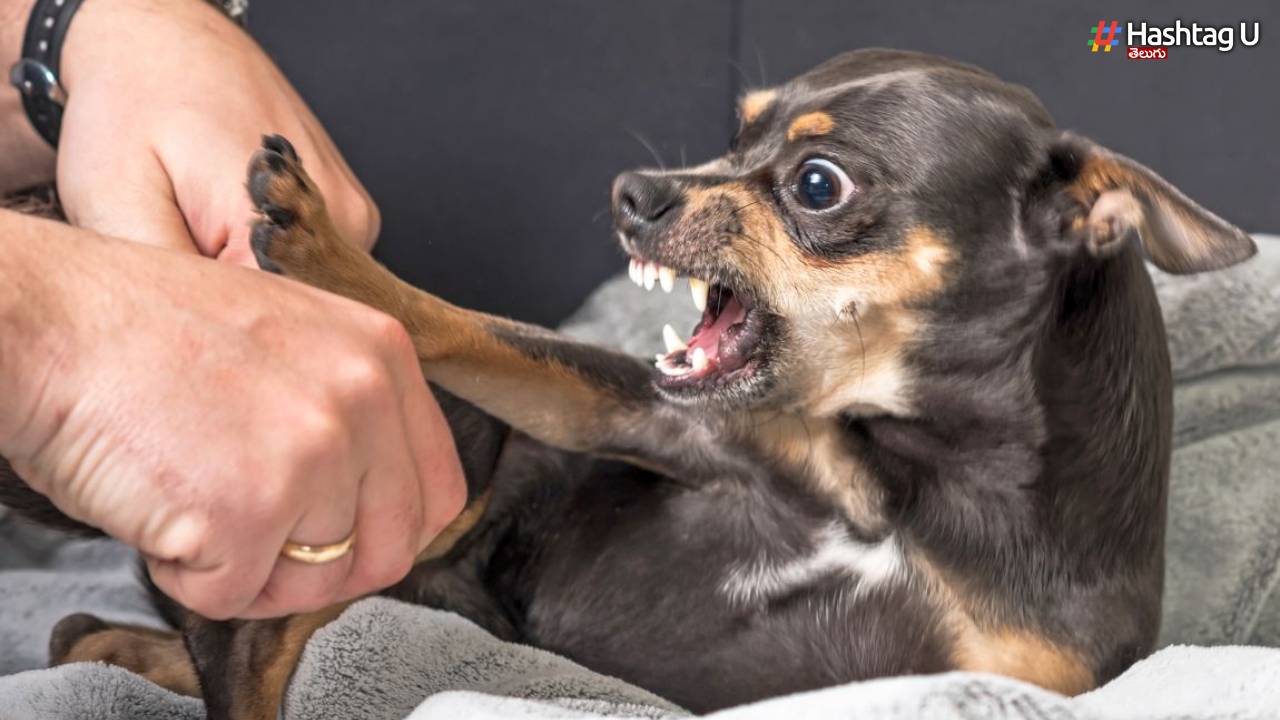 Dog Bites: దడ పుట్టిస్తున్న రేబీస్.. ఒకే ఏడాదిలో 307 మంది మృతి