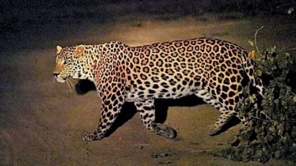 Leopard In Night Pb 1679225422