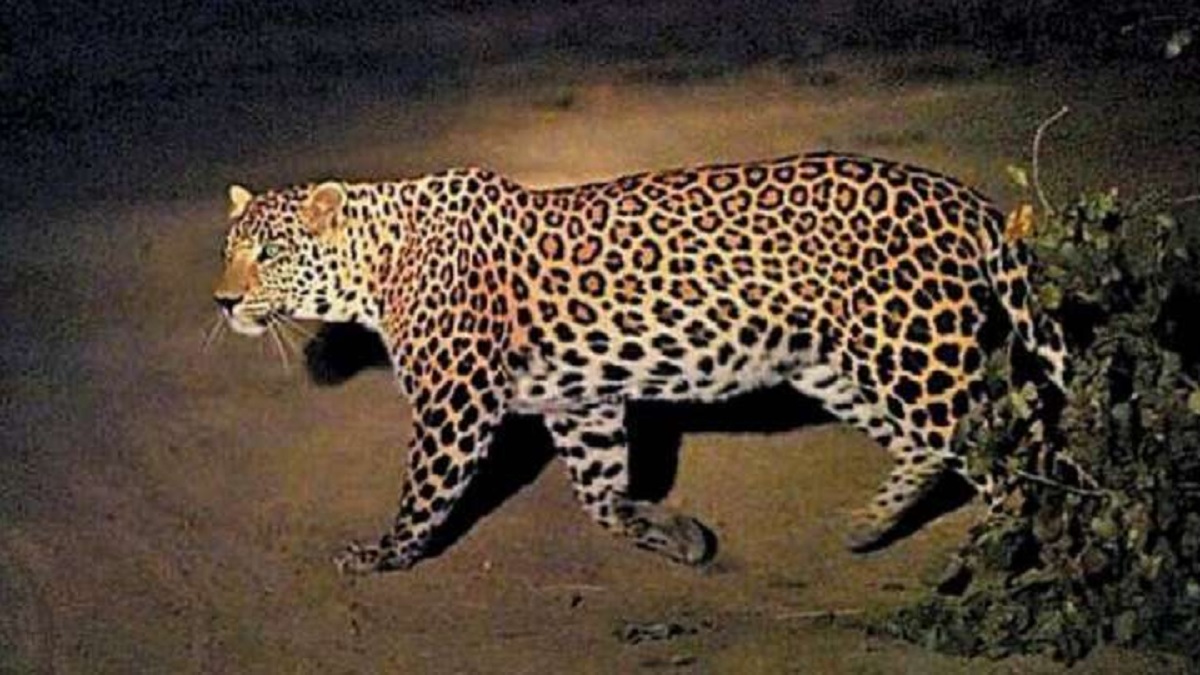 Leopard: భారత్ సరిహద్దుల్లో చిరుతపులి… హైఅలర్ట్ ప్రకటించిన అధికారులు!