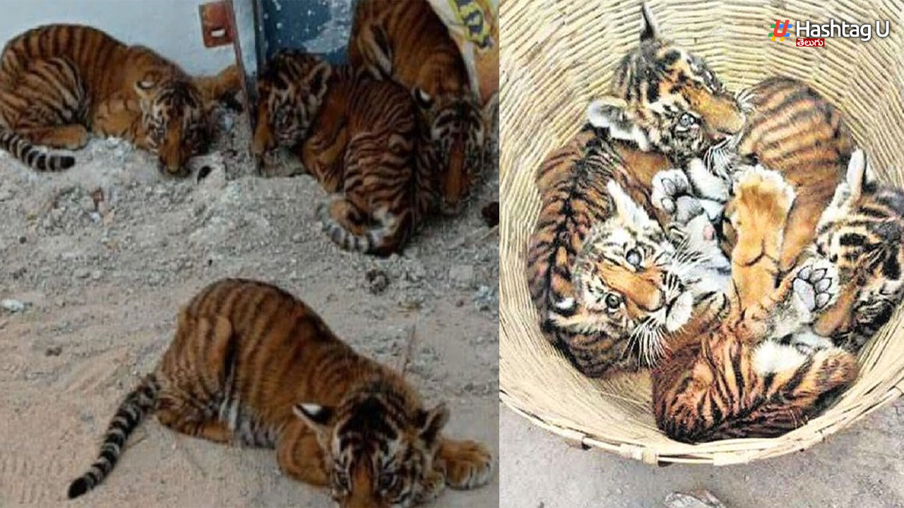 Tiger Cubs Shifted: ఆపరేషన్ మదర్ ఫెయిల్.. తిరుపతి పార్క్ కు పులి పిల్లలు!