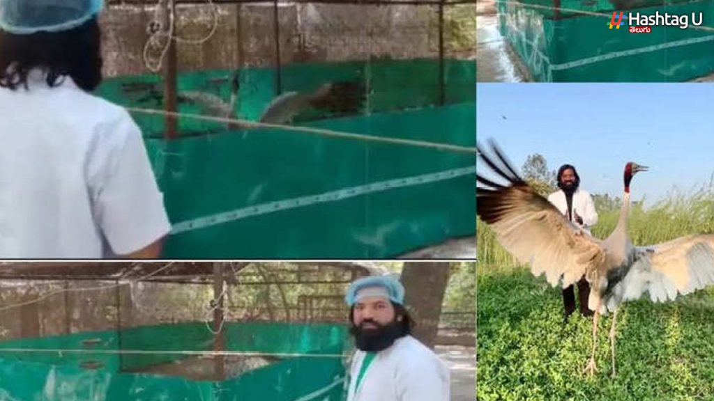 Arif And Sarus In Zoo