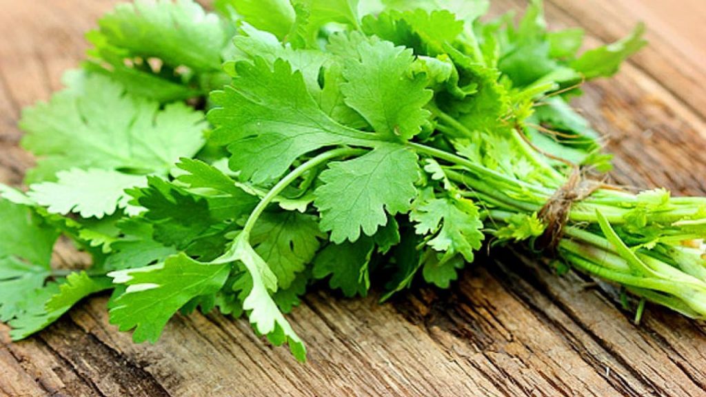 Coriander Leaves