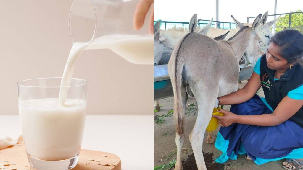 Benefits of Drinking Donkey milk