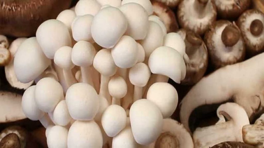 Mushrooms