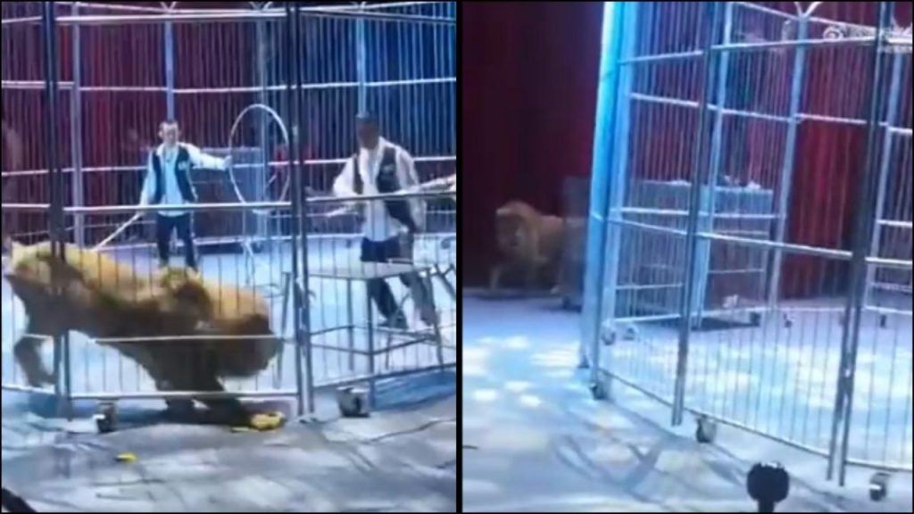 Lions Escape From Circus