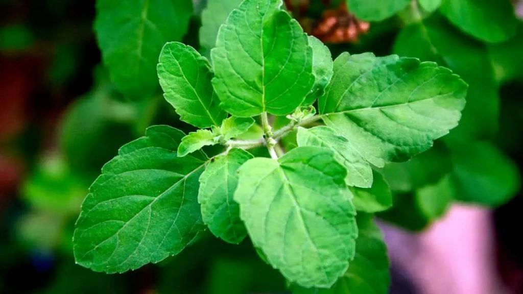 Tulsi Leaves Benefits