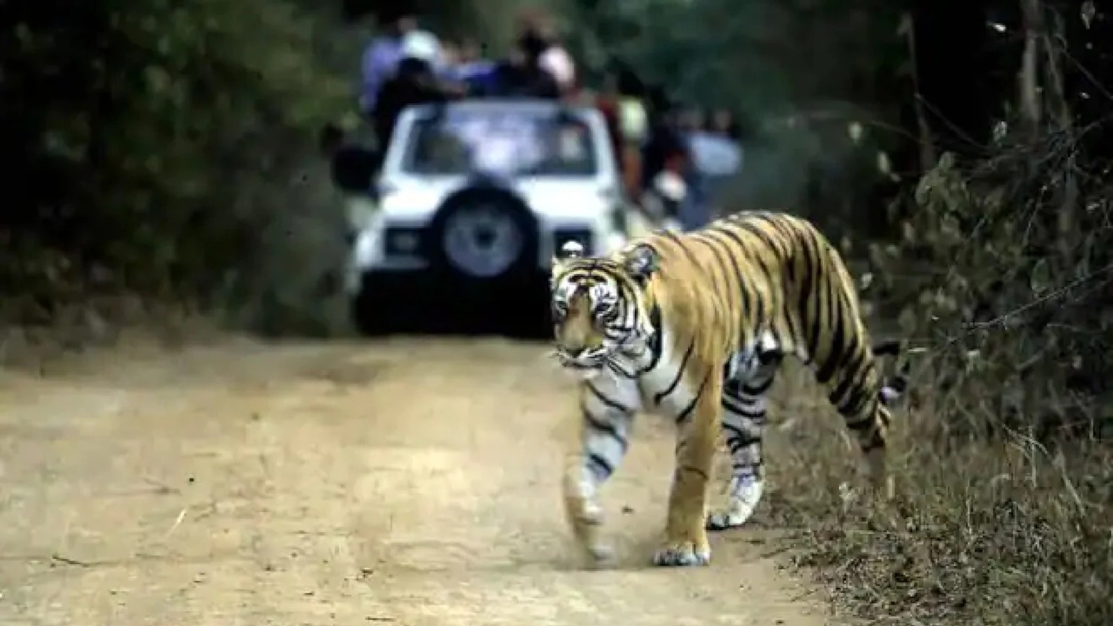 Tiger Attacked: పార్క్‌లో భయానక ఘటన.. గాండ్రిస్తూ సందర్శకులపైకి వచ్చిన పులి