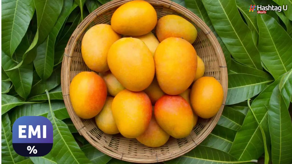 Mango Fruit