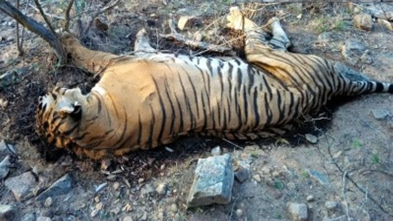 Tigers Killing : పులులను చంపిన వారిలో మైనర్ బాలుడు.. ముగ్గురి అరెస్ట్