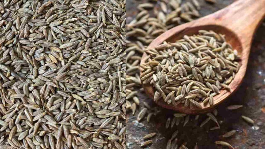 Benefits of Jeelakarra for Health