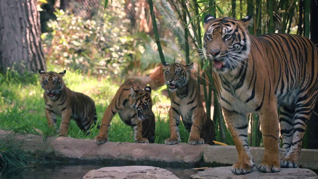 Tiger Cubs: తల్లిపులిని ఫాలో అవుతున్న పులి పిల్లలు.. వీడియో చూస్తే వావ్ అనాల్సిందే?