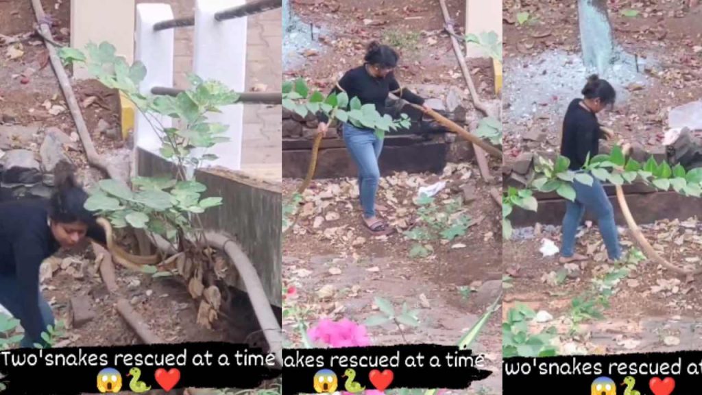 A Girl Hunting two Snakes at a time video goes viral