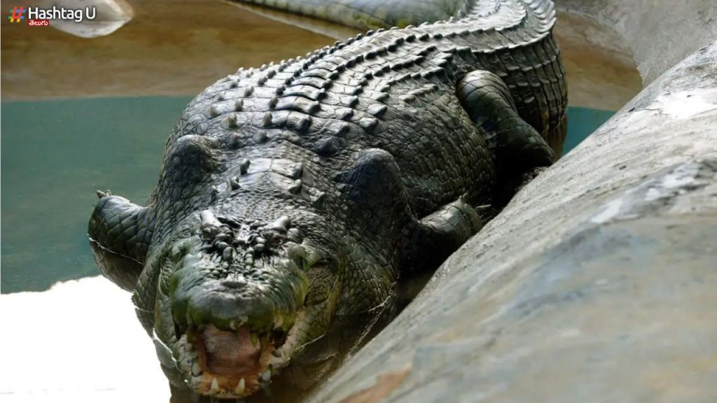 40 Crocodiles Attack