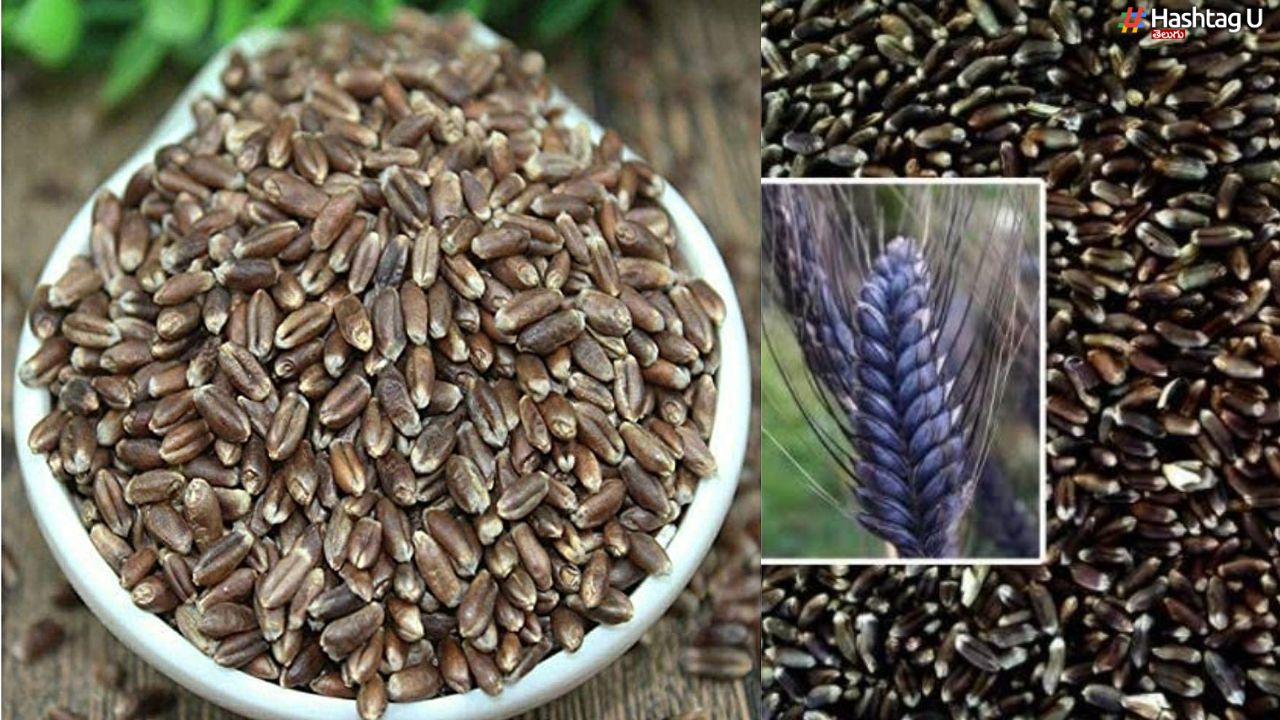 Black Wheat Benefits : నల్ల గోధుమ.. ఫుల్లు పోషకాలు