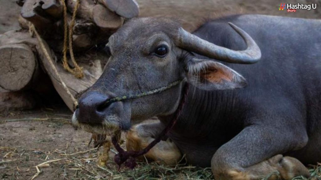Buffalo Tension