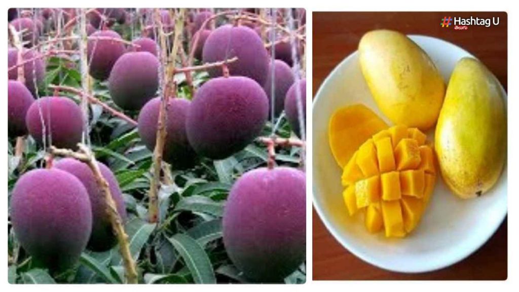 Each Mango 19000