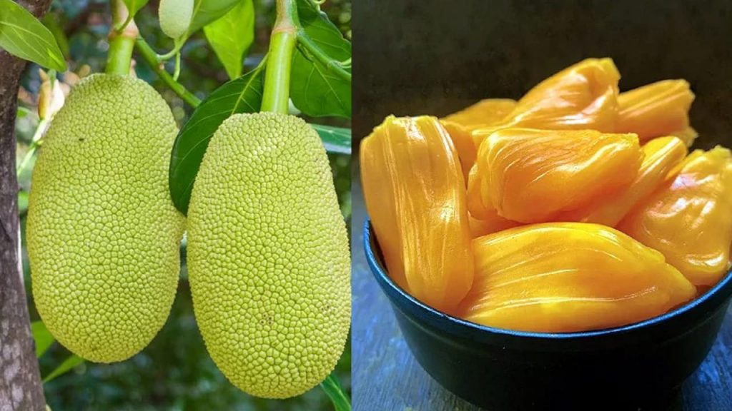 Jackfruit