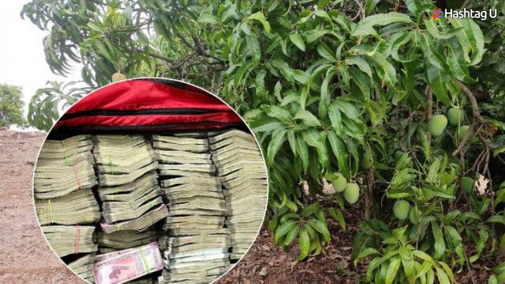 Money For Mango Tree In Karnataka