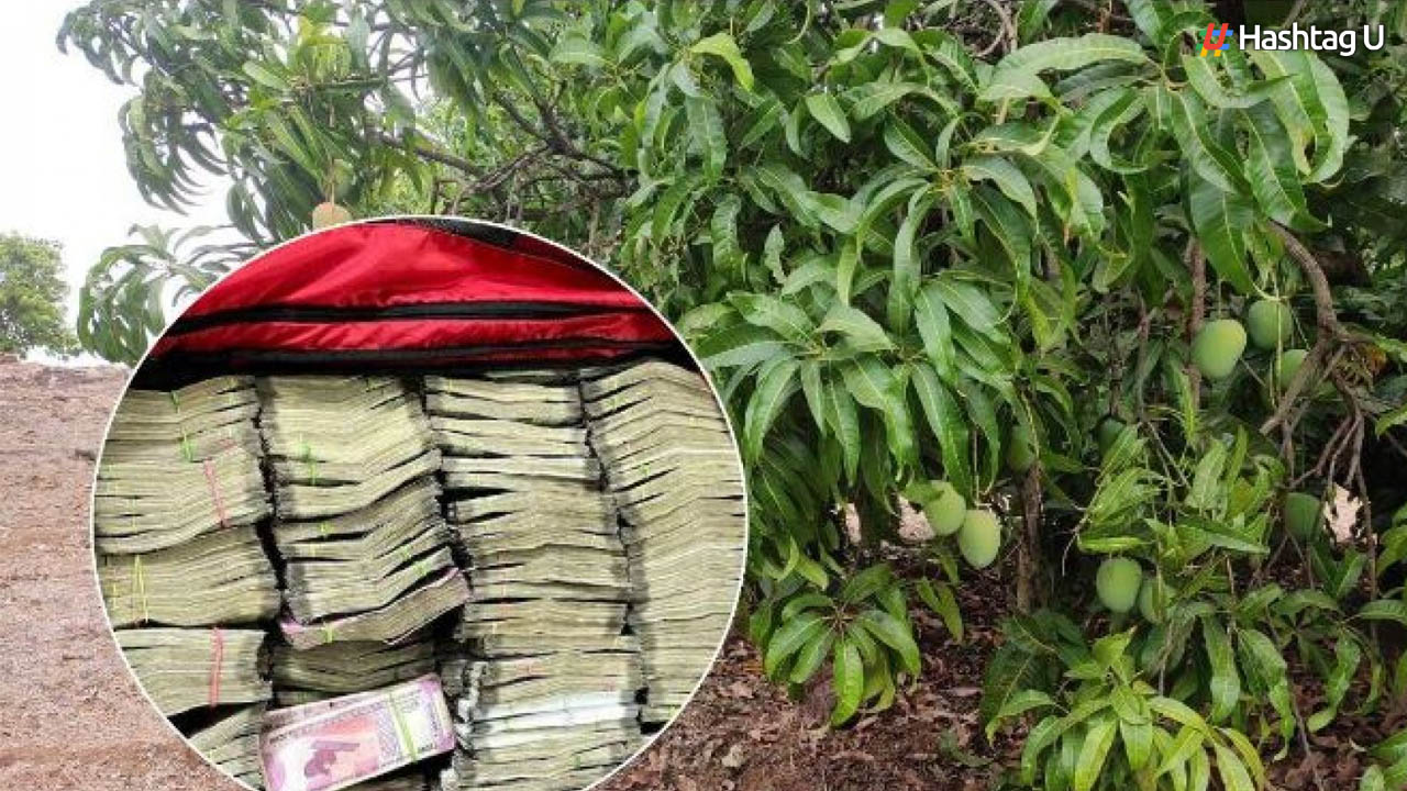 Money on Mango Tree: మామిడి చెట్లకు డబ్బులు