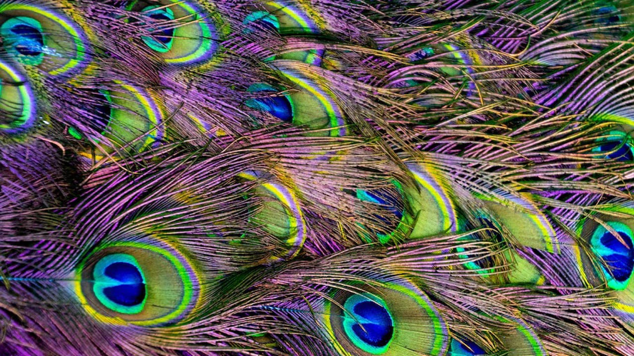 Peacock Feathers: నెమలి ఈకలు ఇంట్లో ఉంటే అందంతోపాటు సంపద కూడా.. ఎలా అంటే?