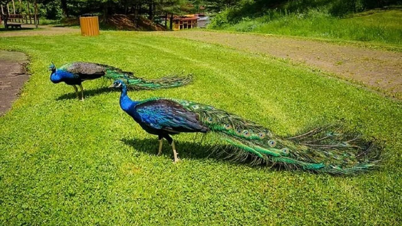 Peacock: కలలో నెమలి కనిపిస్తే ఏం జరుగుతుందో తెలుసా?
