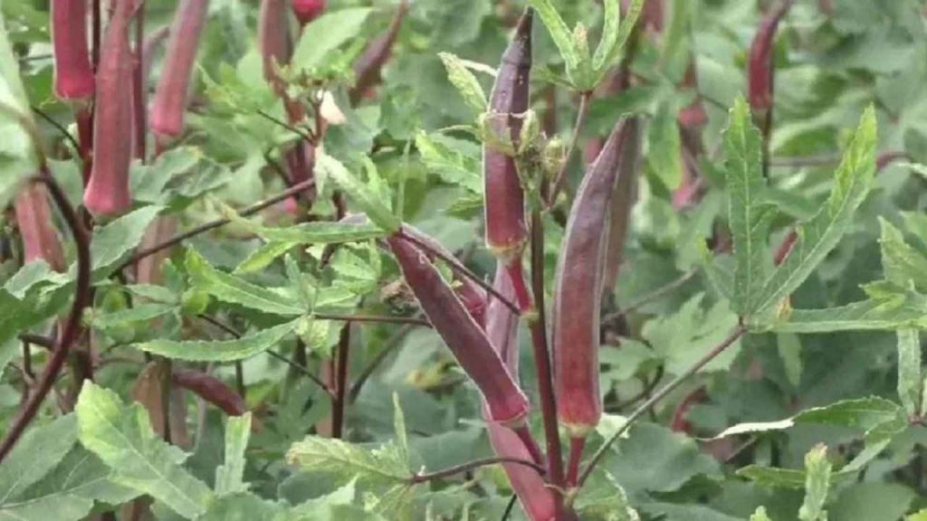 Red Okra