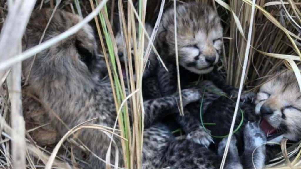 Cheetahs died in Kuno National Park again