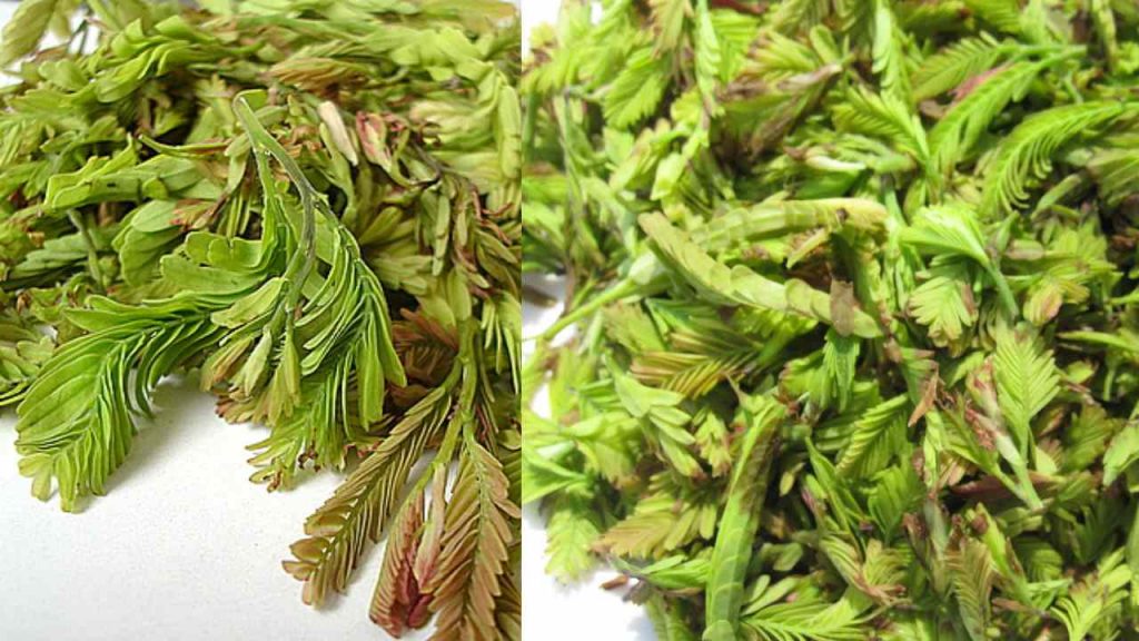 Health benefits of Chintha Chiguru