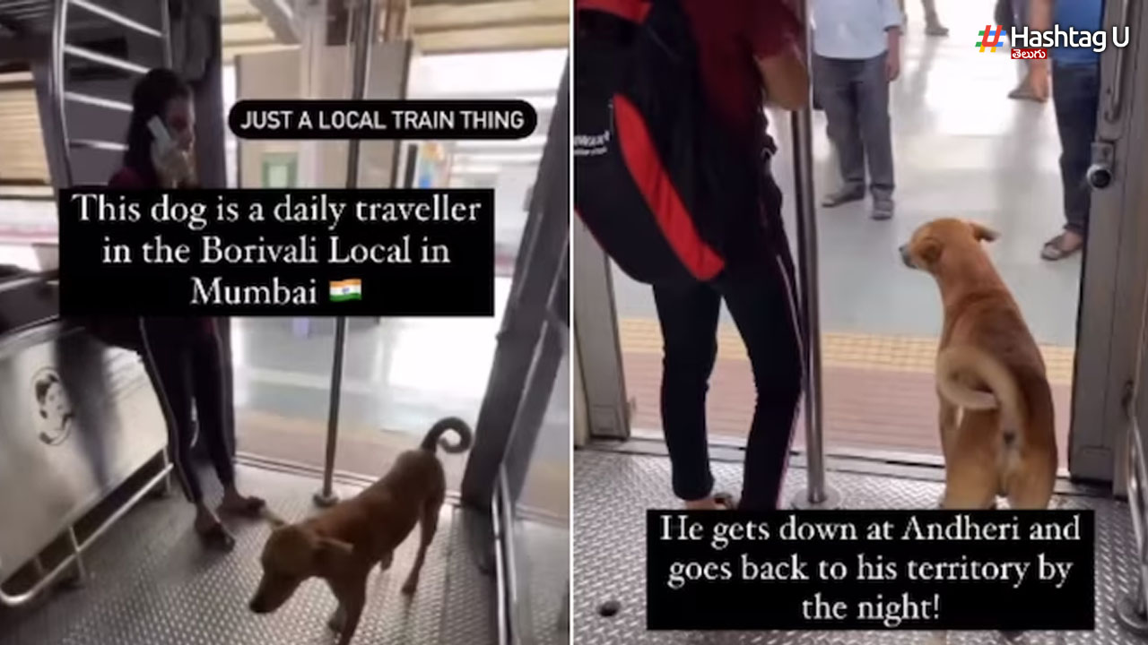 Dog Traveller: ముంబై లోకల్ ట్రైన్ లో ప్రయాణిస్తున్న కుక్క, నెటిజన్స్ ఫిదా!