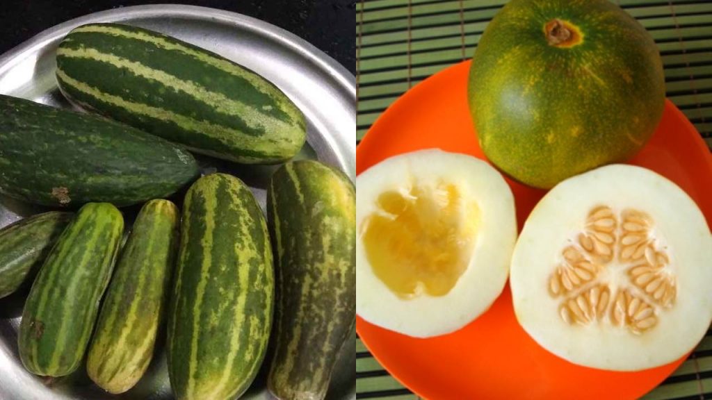 Benefits of Cucumber in summer Must Eat Cucumber for Health