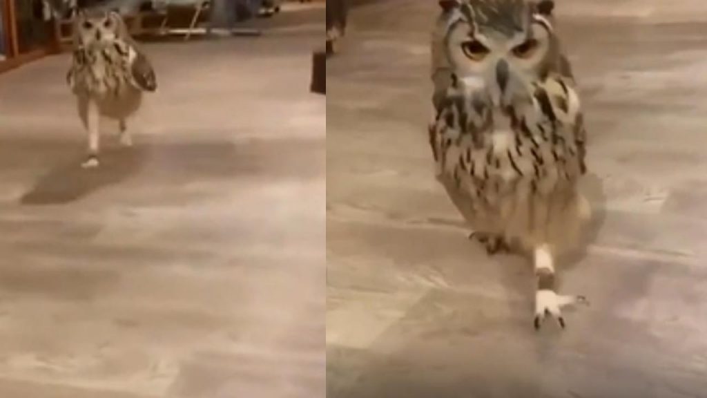 Running OwlVideo goes Viral