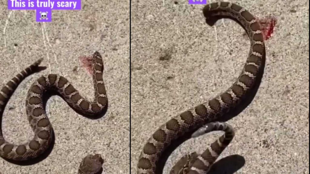 Viral Video snake bite her self