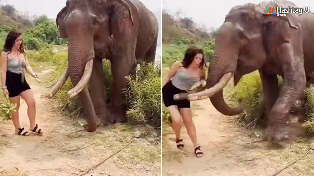 Elephant Video: ఏనుగును టీజ్ చేసిన మహిళ.. తొండంతో కొడితే దిమ్మతిరిగింది!