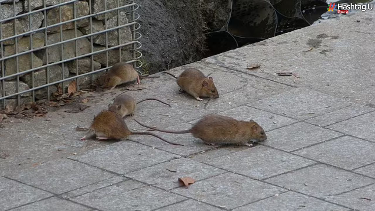 Rats Bites: భువనగిరి మార్చురీలో దారుణం.. మృతదేహాన్ని కొరికేసిన ఎలుకలు!