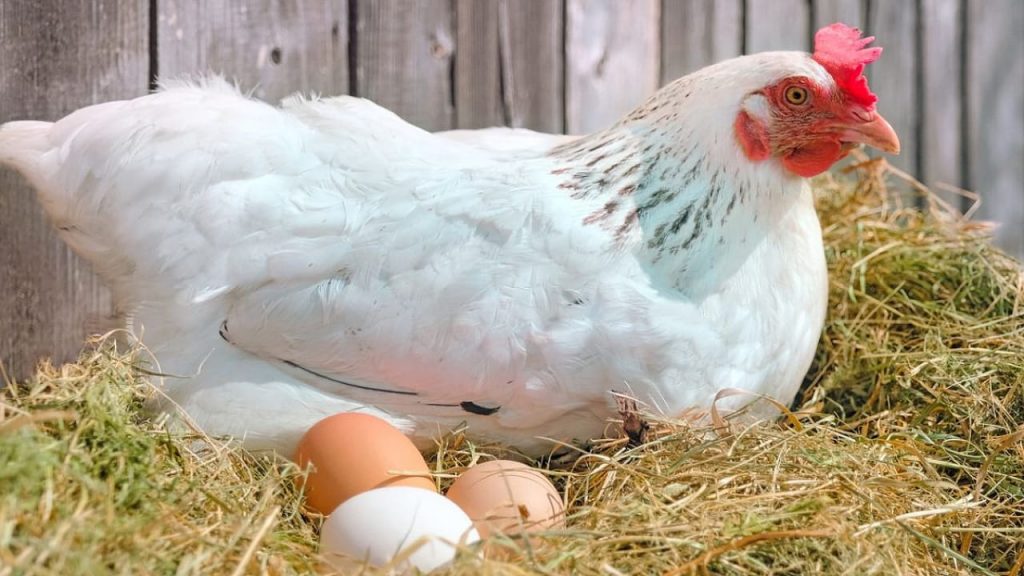 Chicken Or Egg