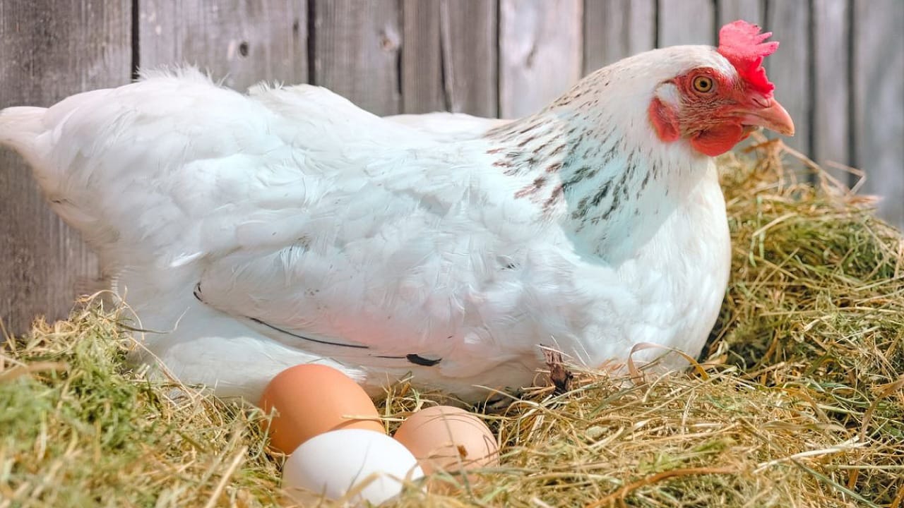 Chicken or Egg: కోడి ముందా.. గుడ్డు ముందా.. మొత్తానికి తేల్చేసిన సైంటిస్టులు?