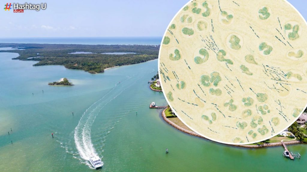 Dangerous Bacteria