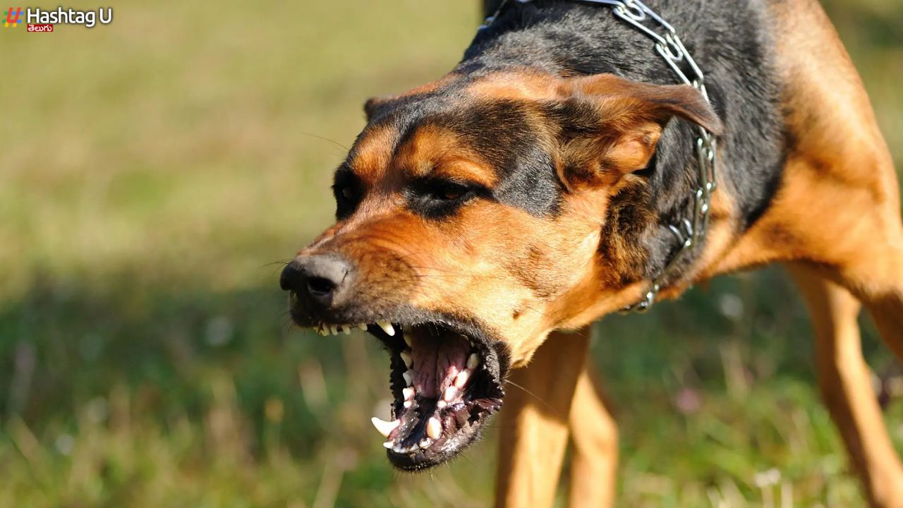 Dog Bites Vs Temperatures : సమ్మర్ లో కుక్కకాట్లు ఎందుకు పెరుగుతున్నాయంటే ?