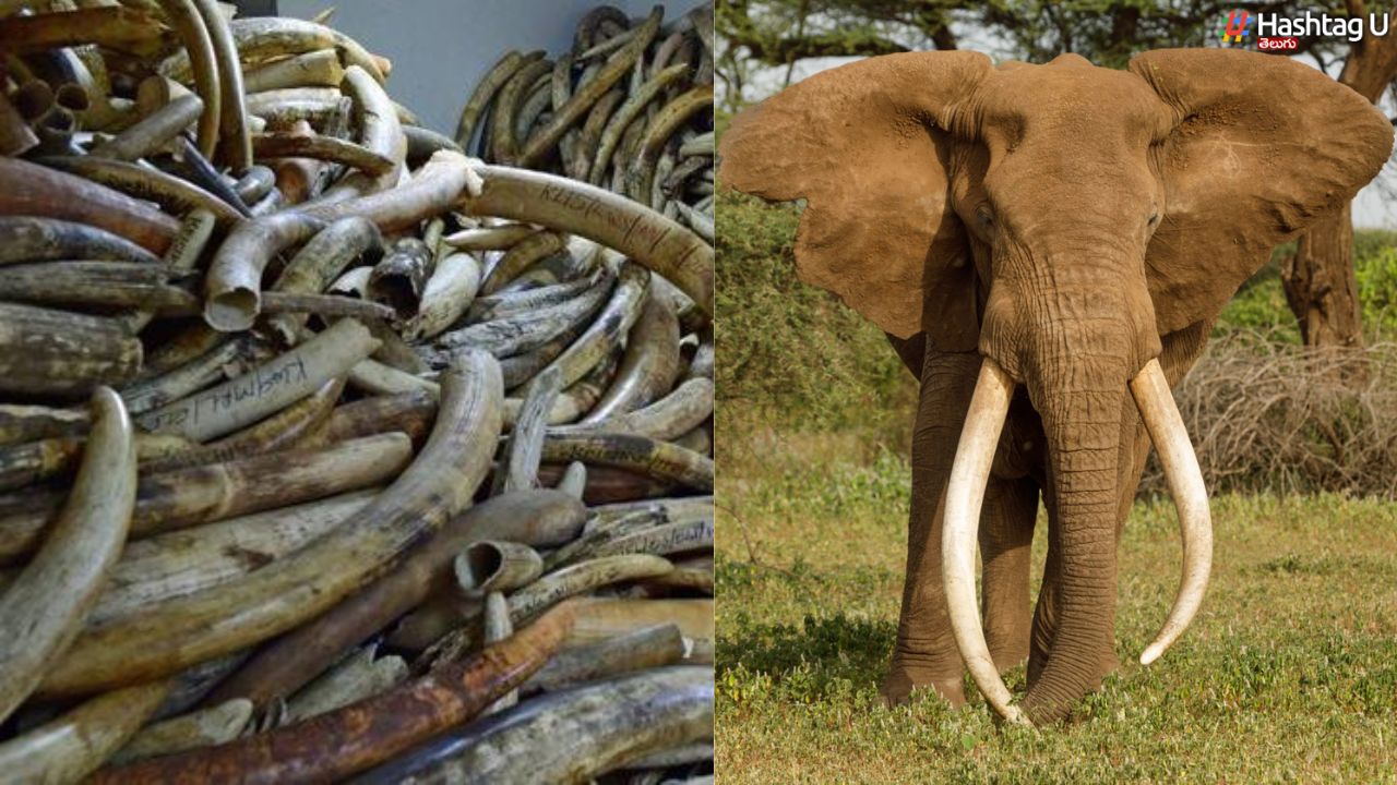Elephant Tusks : ఏనుగు దంతాలు ఎందుకంత కాస్ట్ ?