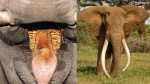 Elephant Tusks1